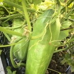 Lækre store agurker i drivhuset...